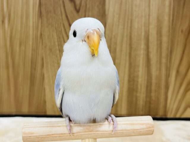 ペンギンフォルムの甘えんぼさん♡コザクラインコ(ブルーバイオレットシナモンオパーリン)