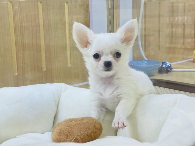 天真爛漫は私のための言葉♪チワワちゃん！