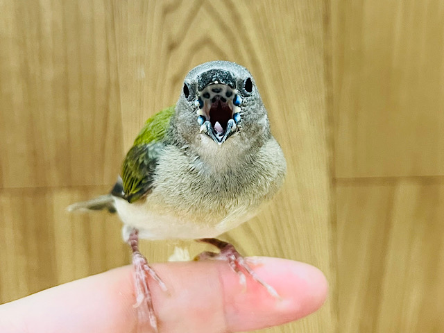 元気いっぱい！食欲旺盛！！コキンチョウ(ノーマル) ヒナ
