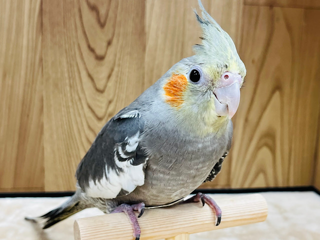 大きなチークパッチが特徴的☆オカメインコ(ノーマル)