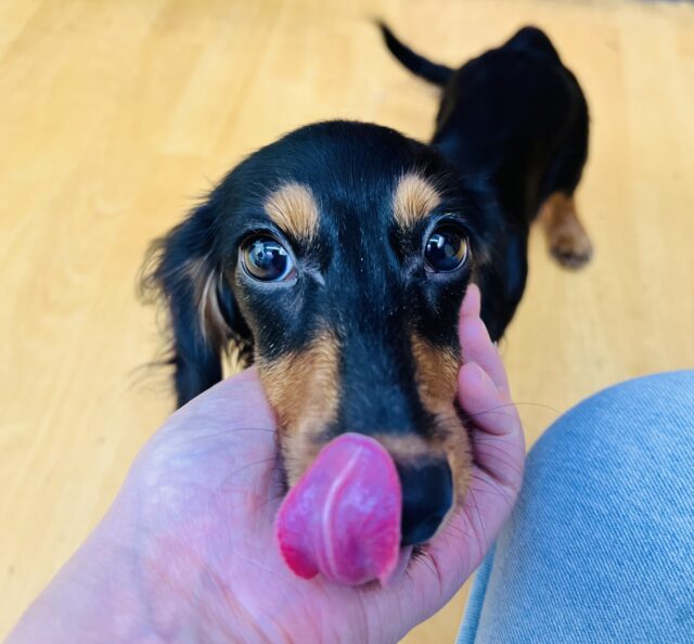 きゅるきゅるな瞳で見つめてくるダックスくん来ました！