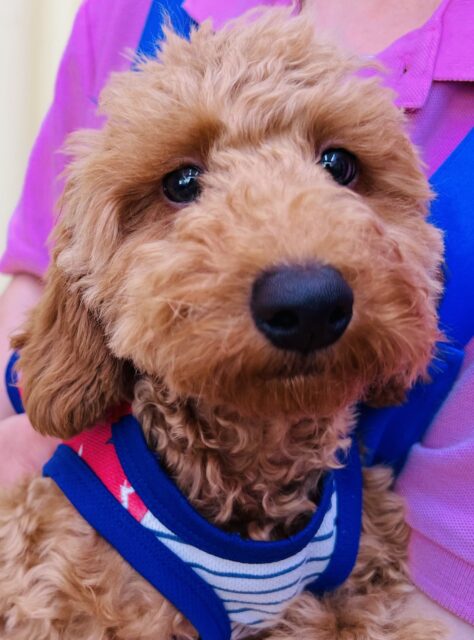 やんちゃボーイなプードルくん