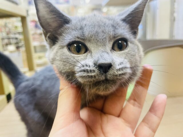 好奇心旺盛！シャルトリューくん！