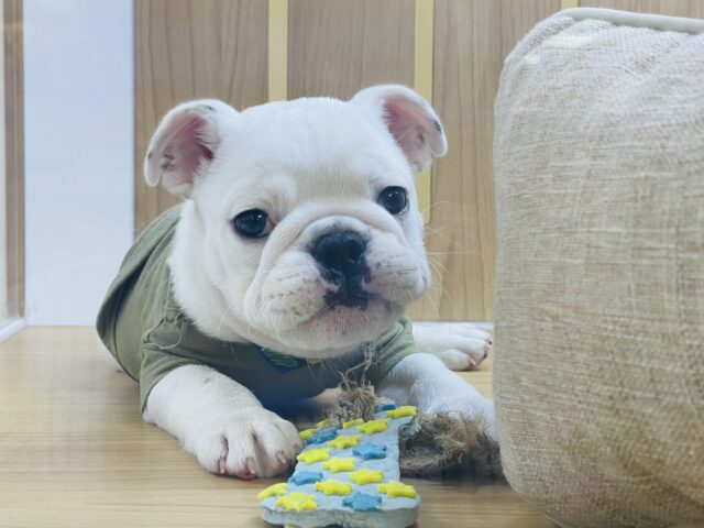 可愛い子通りま〜す♡ミックス犬くん(ブルドッグ×フレンチブルドッグ)