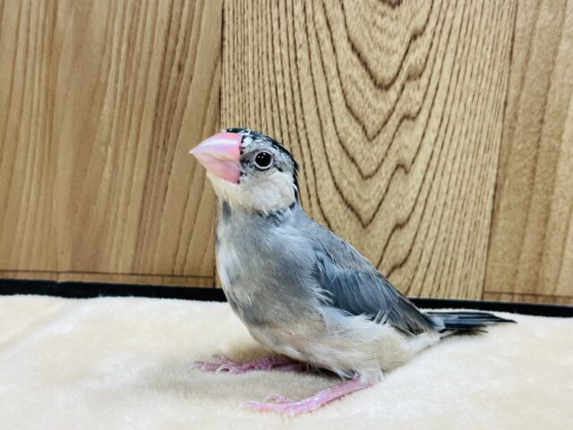 【最新画像更新🪄1羽になりました！】🐣ついんず🐣桜文鳥 ヒナ