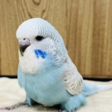 もふもふ♡目つきの悪さが評判です♡ジャンボセキセイインコ(スパングル) ヒナ