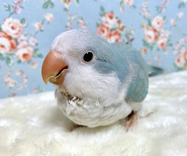オキナインコ  ブルーパリッド   💎🩵✧︎*。