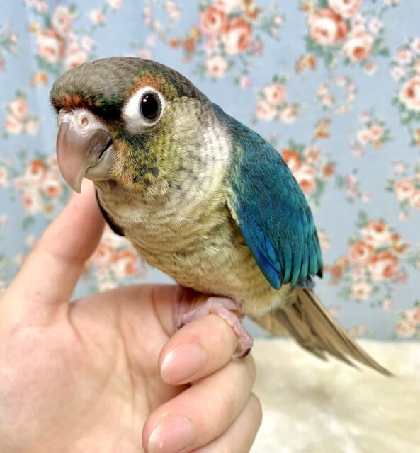 ウロコインコ(ワキコガネ)  バイオレットインブルー  🦋🔮✨.ﾟ･*