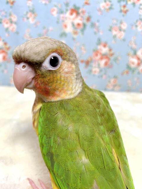 ウロコインコ  パイナップル  🍍🍋∗*ﾟ