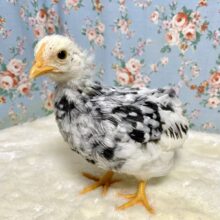 ゴイシチャボ   🤍🖤☘️