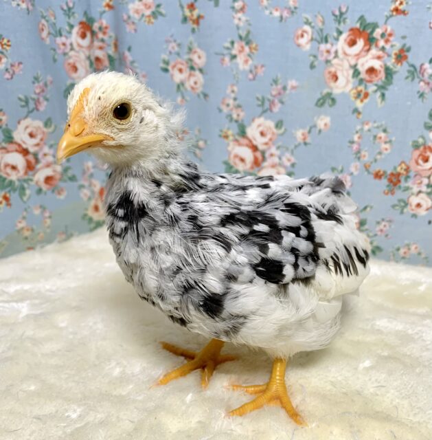 ゴイシチャボ 🤍🖤☘️