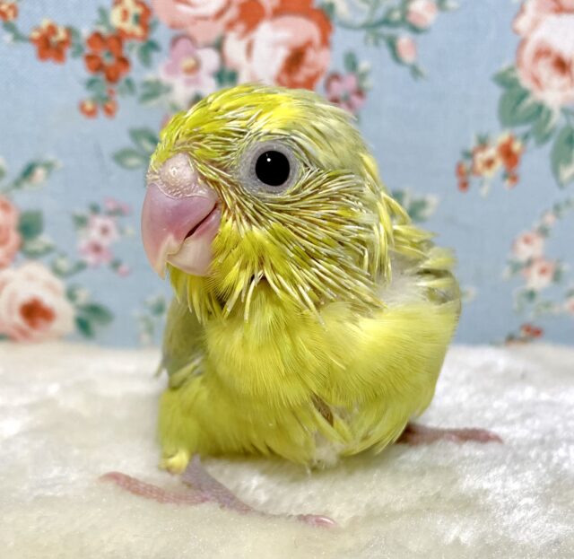 マメルリハ パステルイエローグリーンSPターコイズ 男の子 🍋 . *゜