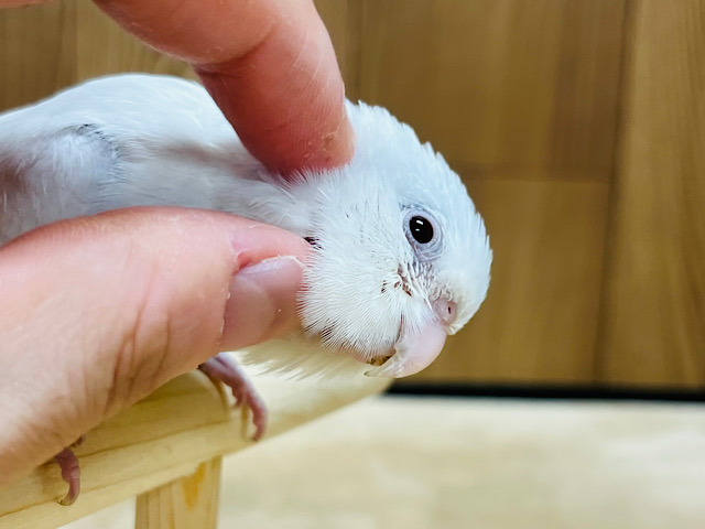 【最新画像更新🪄ひとり餌になりました！】ガオー！ちっちゃな恐竜‪☆マメルリハ(アメリカンホワイトファロー) ヒナ