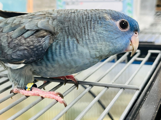 【最新画像更新🪄もうすぐひとり餌☆】お腹がすいたら別人だよ！サザナミインコ(コバルト) ヒナ