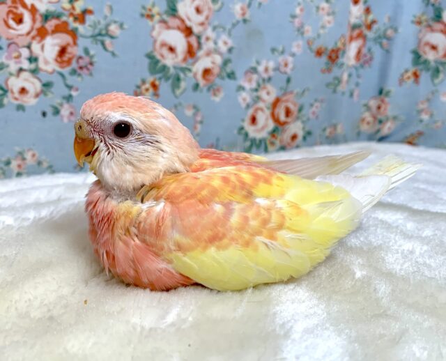 アキクサインコ ルビノー  🌷✨️