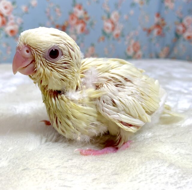 サザナミインコ クリームイノ 🍨🍒✨️