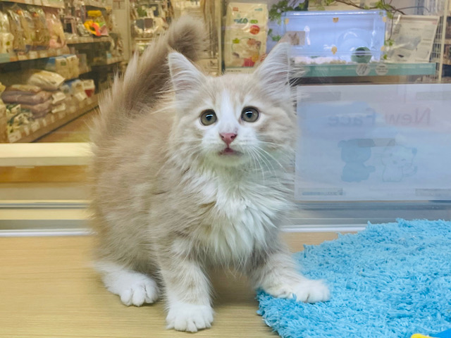 へへっ☆将来の夢は冒険家！？サイベリアンくん！