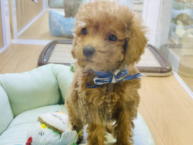 人が大好き！かまってくんのトイプードル！