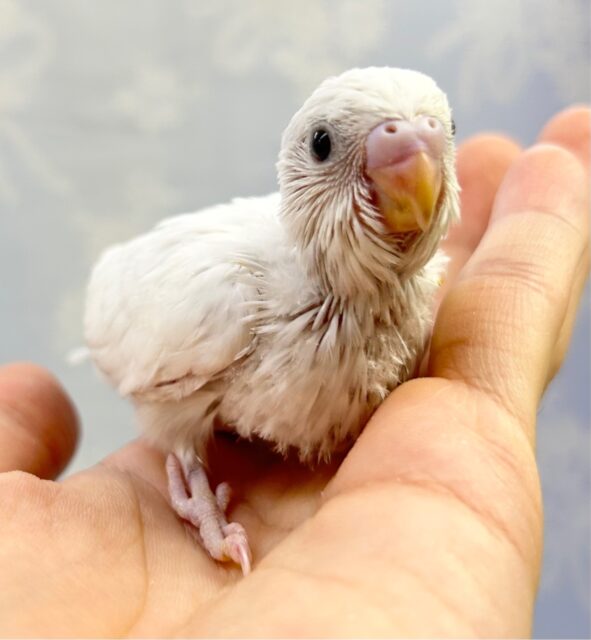 白い🤍セキセイインコ (ダブルファクター) 2023年6月生まれ