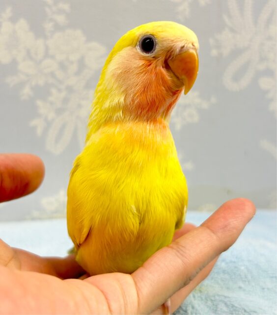 カラフル💛コザクラインコ (ゴールデンチェリー) 2023年6月生まれ