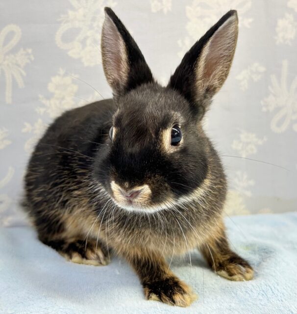 かっこいいでしょ🌟 ネザーランドドワーフ(ブラックオター) 男の子 2023年4月生まれ