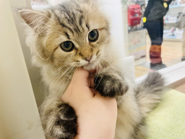 可愛すぎて恋に落ちても責任取れません♡ペルシャくん！