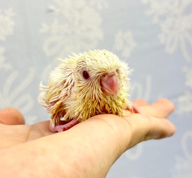 かわいい💛サザナミインコ(クリームイノ) 2023年7月生まれ