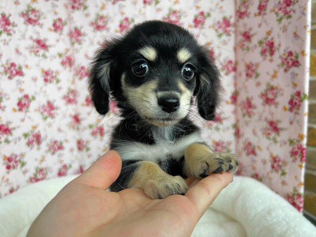ダックスじゃないよ✨️[チワックス]MIX犬の女のコがきました☘️