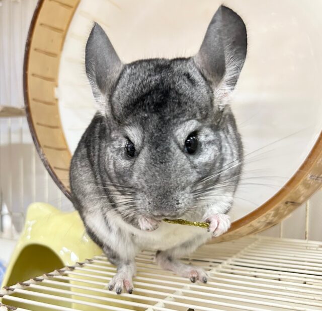 いっぱい食べるぞ❗️チンチラ (グレー) 2023年5月生まれ