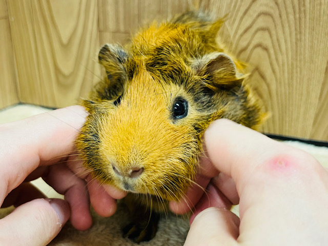 【最新画像更新🪄】ぼく、カピバラじゃないよ！アビシニアンモルモット(男の子)