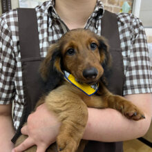 愛くるしい💓スタンダードダックスくんきました〜✨️✨