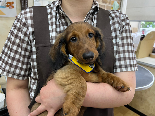 愛くるしい💓スタンダードダックスくんきました〜✨️✨