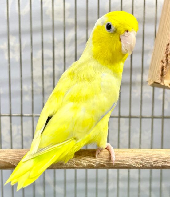 安心サイズ❤️マメルリハ(アメリカンイエロー)男の子　2022年2月生まれ