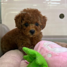 まんまる目❣️目が離せなくなる可愛さの持ち主トイプードルの男のコきました〜✨️