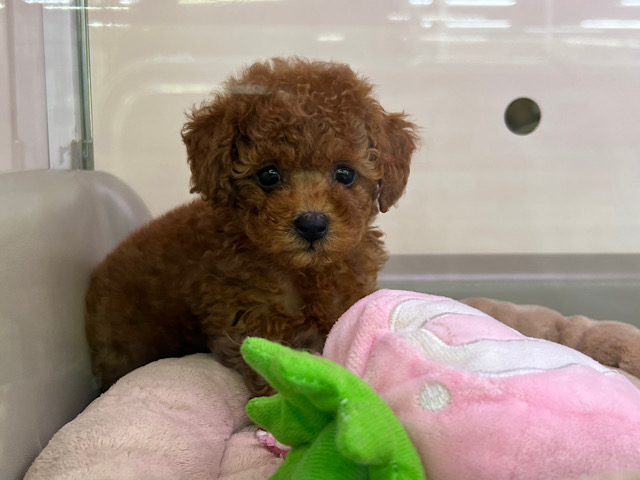 まんまる目❣️目が離せなくなる可愛さの持ち主トイプードルの男のコきました〜✨️