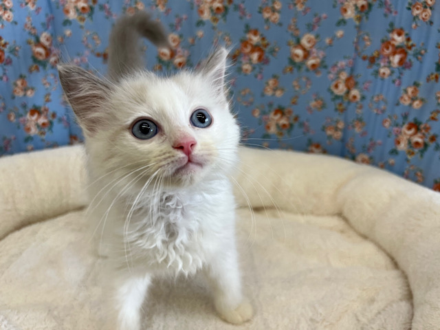 ご飯タイムがたまらない💓ラグドールの男のコきました🌟