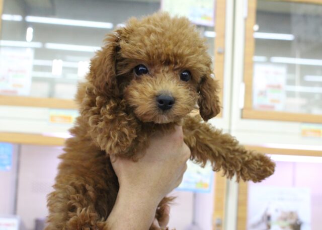 からあげカラーでGO☆トイプードル・男の子！