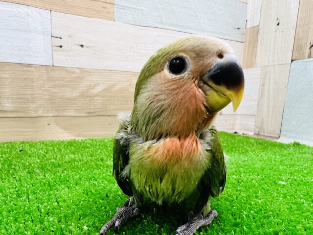 どんなかわい子ちゃんになるか楽しみ♪ノーマル小桜インコ