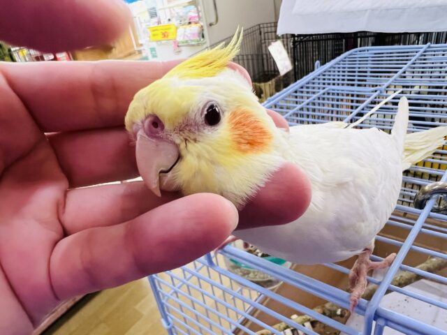 カキカキ大好き♡小柄でぎっしり系？オカメインコルチノー