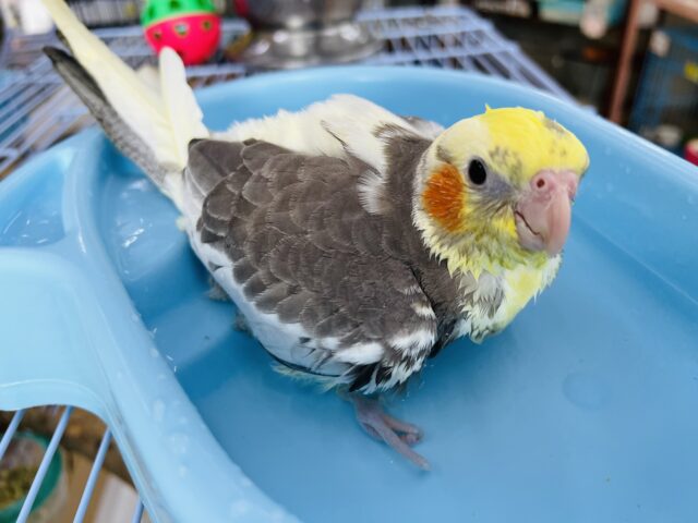 画像更新☆甘えることに目覚めた☆オカメインコ(パイド)ヒナ入荷しました❤