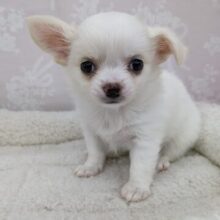 ホイップクリームちゃん現る☆チワワ・女の子！