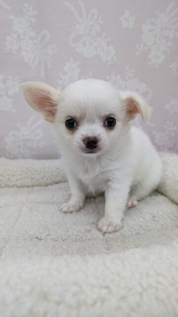 ホイップクリームちゃん現る☆チワワ・女の子！