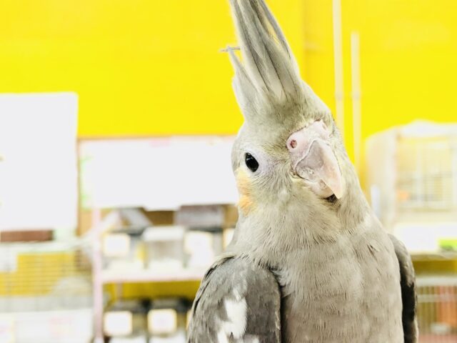 これぞ元祖オカメインコ　オカメインコ　ノーマル　R５　８／１撮影