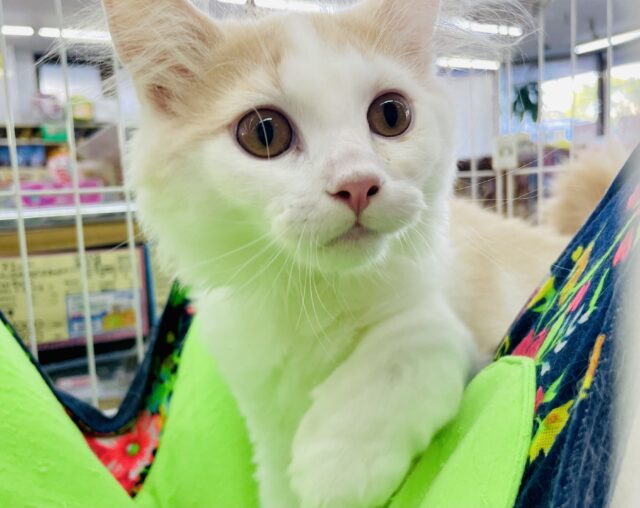 最新画像になりますよ❣️フワフワわたあめボーイ☆スコティッシュフォールド・男の子！