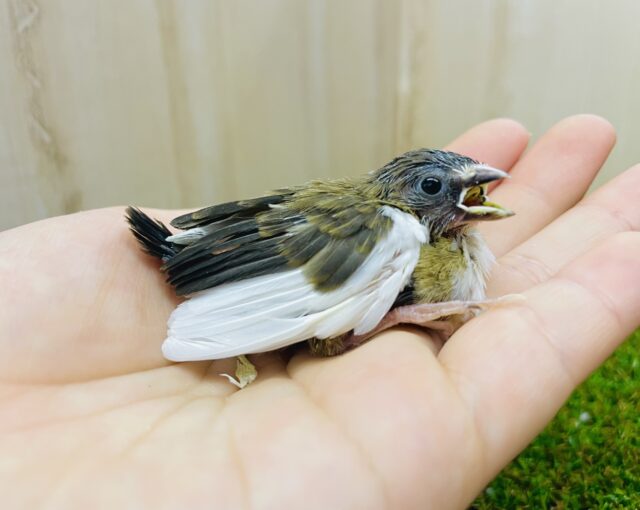 十姉妹ユニットだよ❣️撮影中でもご飯アピールだよ！　十姉妹