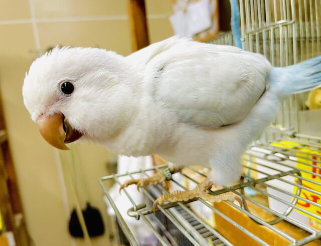 ニッコリさせる作戦😋立てるからね！　オキナインコ　ブルーオパーリン　パリドオパーリン