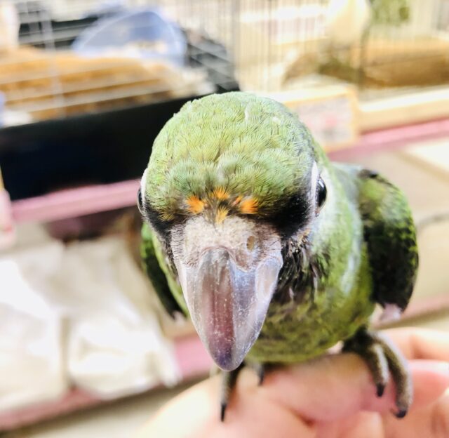将来有望さん？　ズアカハネナガインコ　Ｒ５　３／３０撮影