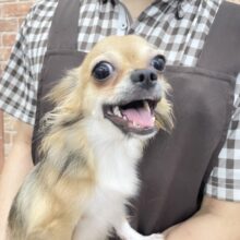 最新画像！ 笑顔が素敵⭐️ チワワ （レッド＆ホワイト）女の子♪ 2022年10月22日生まれ！