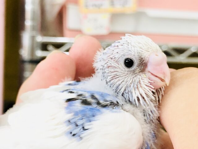 １羽、１羽個性がいい　セキセイインコ　R５　８／１撮影