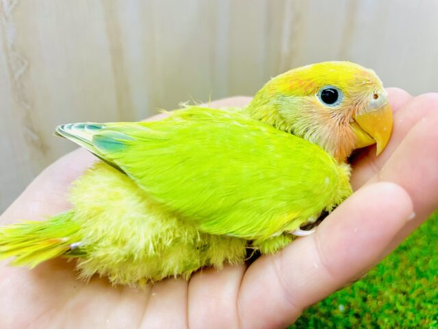 コザ好きさん！🍏🍎どどんっ！青リンゴのあぽおちゃん🍏🍎 コザクラインコ　オパーリンタイガー